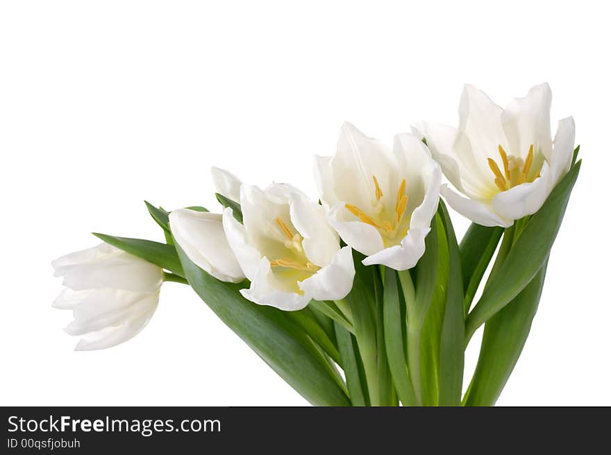 White tulips on a white background