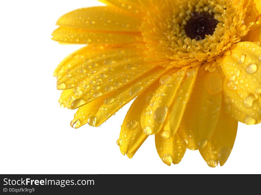 Yellow gerber on a white background