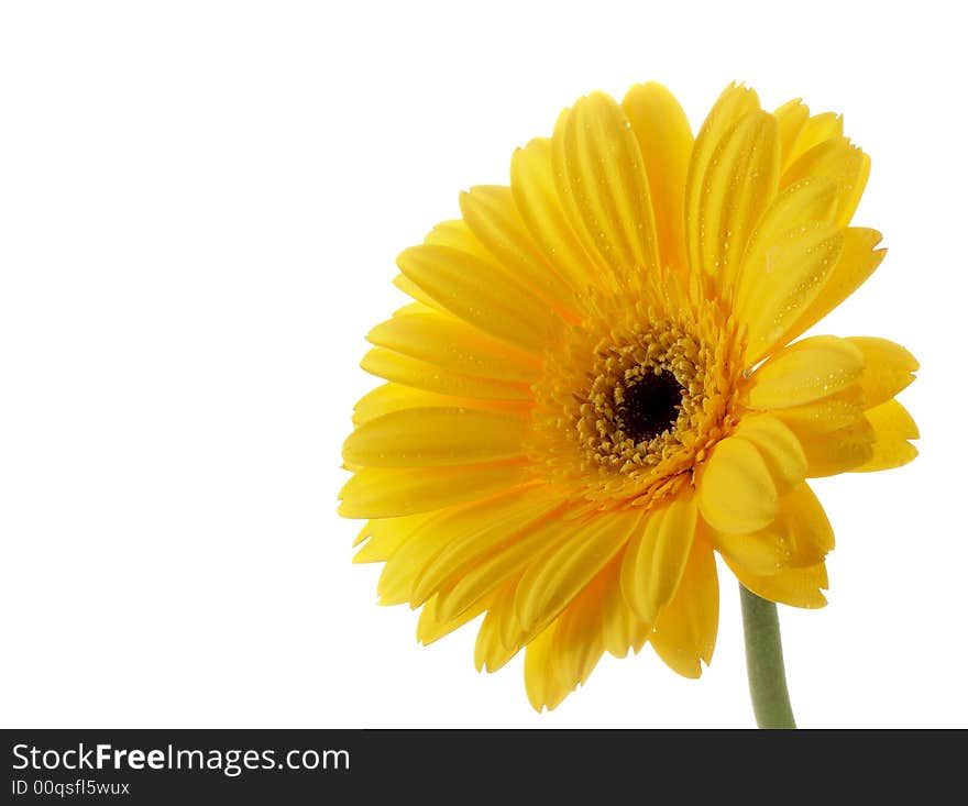 Yellow gerber on a white background