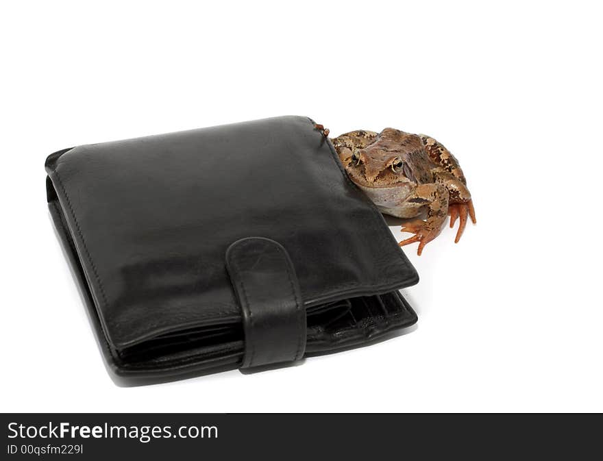 The happy frog embraces a wallet. The happy frog embraces a wallet