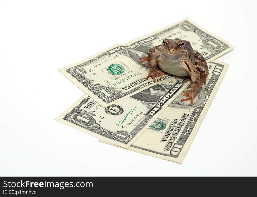 Frog And Dollars