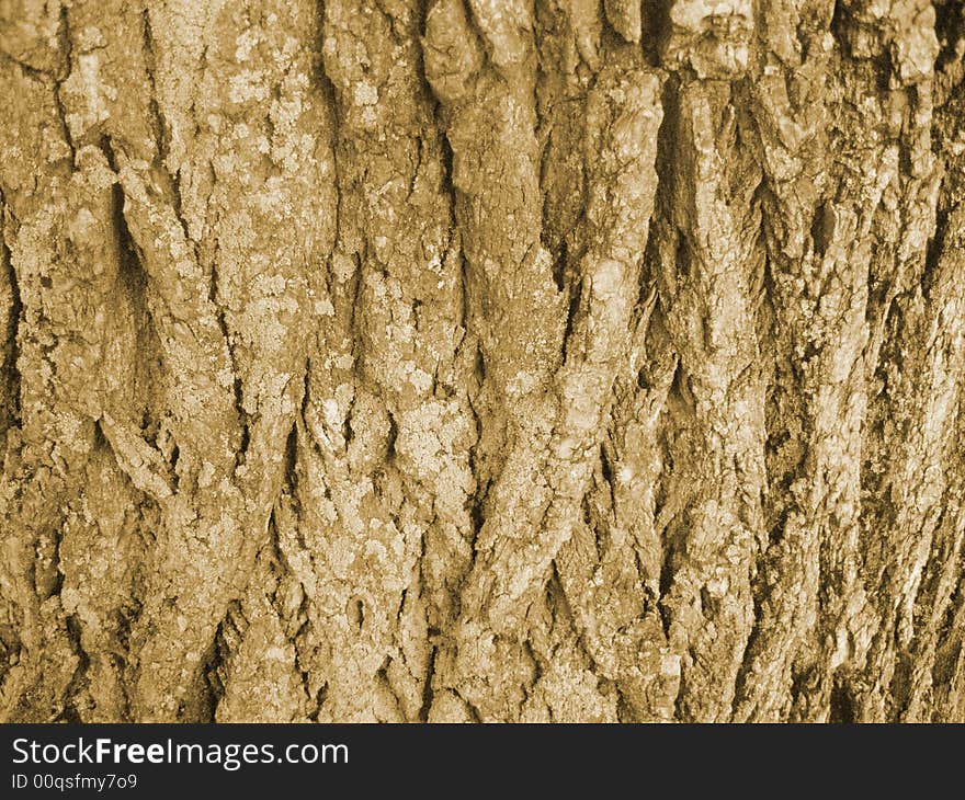 Photography of old tree bark