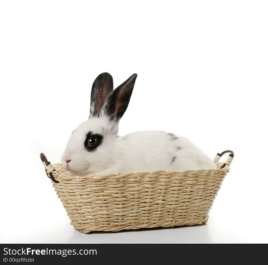 Close up portrait of cute rabbit in basket