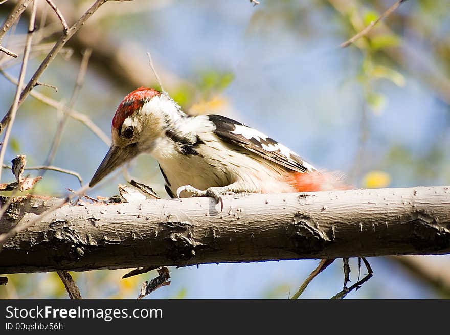 Woodpecker