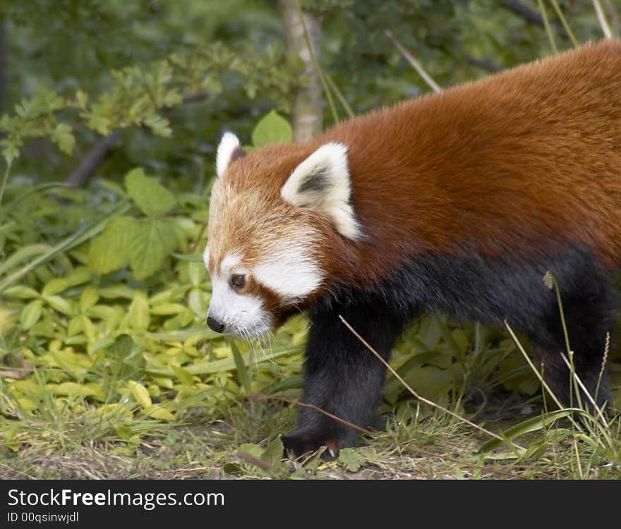 Red panda