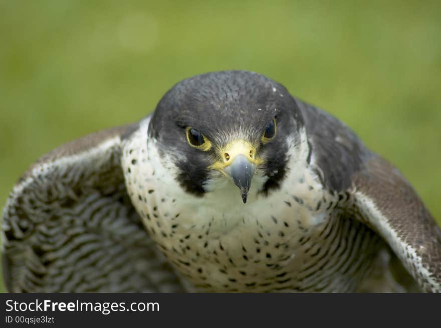 A falcon having just landed on a prey item