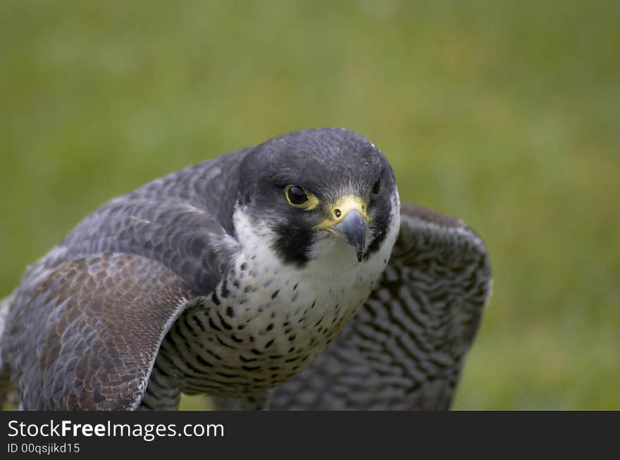 A falcon having just landed on a prey item. A falcon having just landed on a prey item