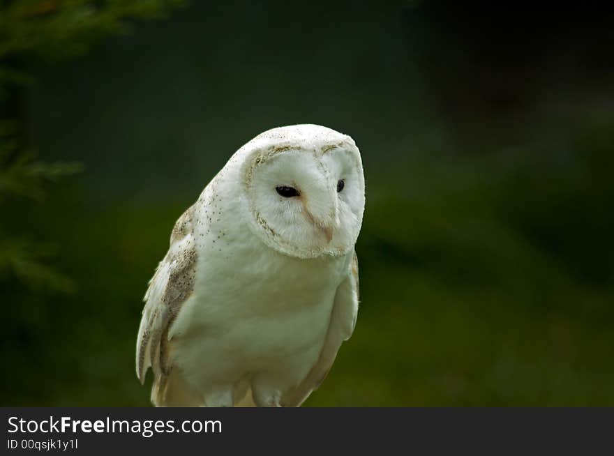 A snow owl in its natural habitat. A snow owl in its natural habitat