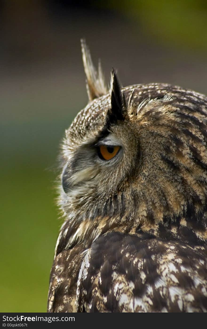 Eagle owl profile