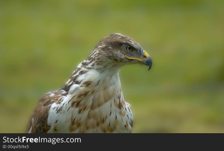 Close up of Bird of Prey. Close up of Bird of Prey