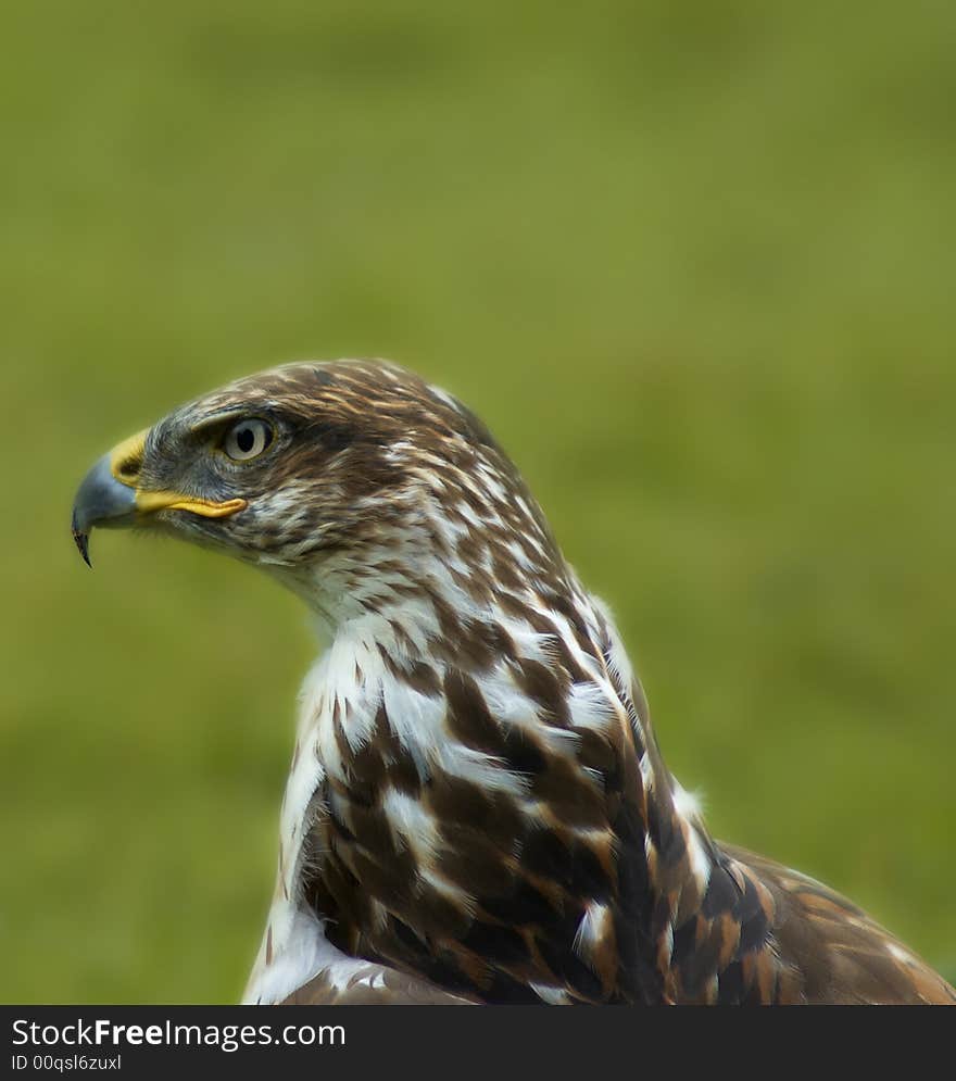 Close up of Bird of Prey. Close up of Bird of Prey