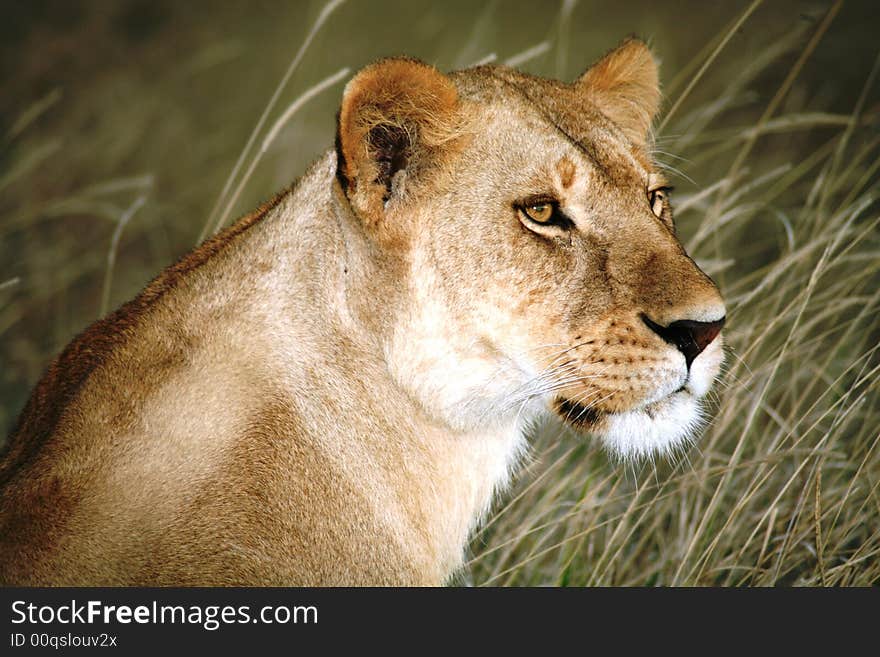 Lioness in the grass looking over shoulder in the Masai Mara Reserve in Kenya