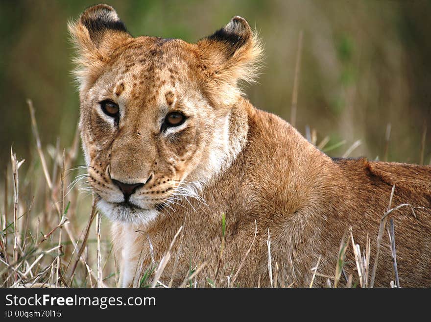 Lion cub lying in the grass