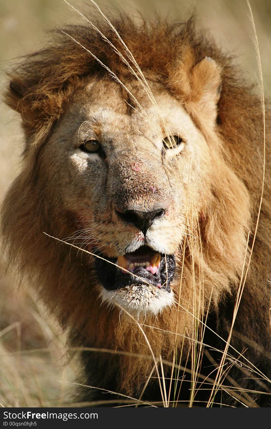 Majestic lion portrait in the grass after a kill in the Masai Mara Reserve in Kenya