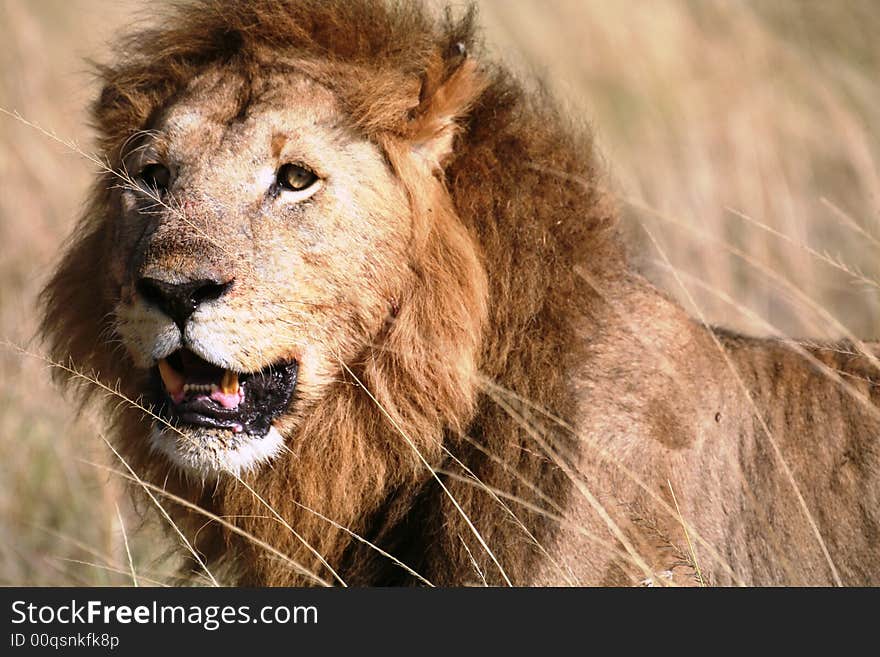 Majestic lion standing in the grass after a kill in the Masai Mara Reserve in Kenya