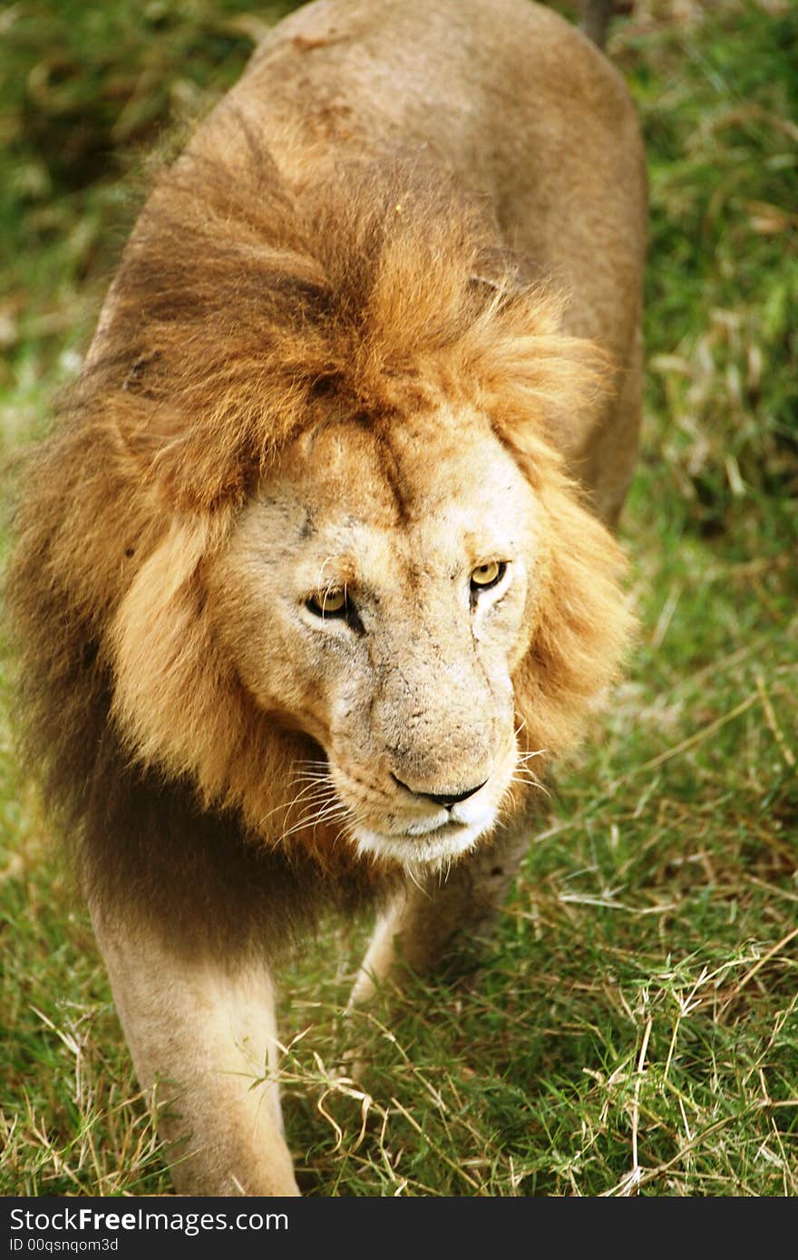 Lion walking through the grass