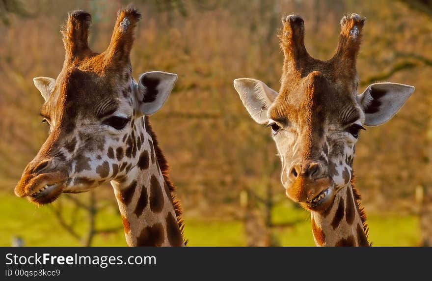 Close up of two giraffe heads. Close up of two giraffe heads