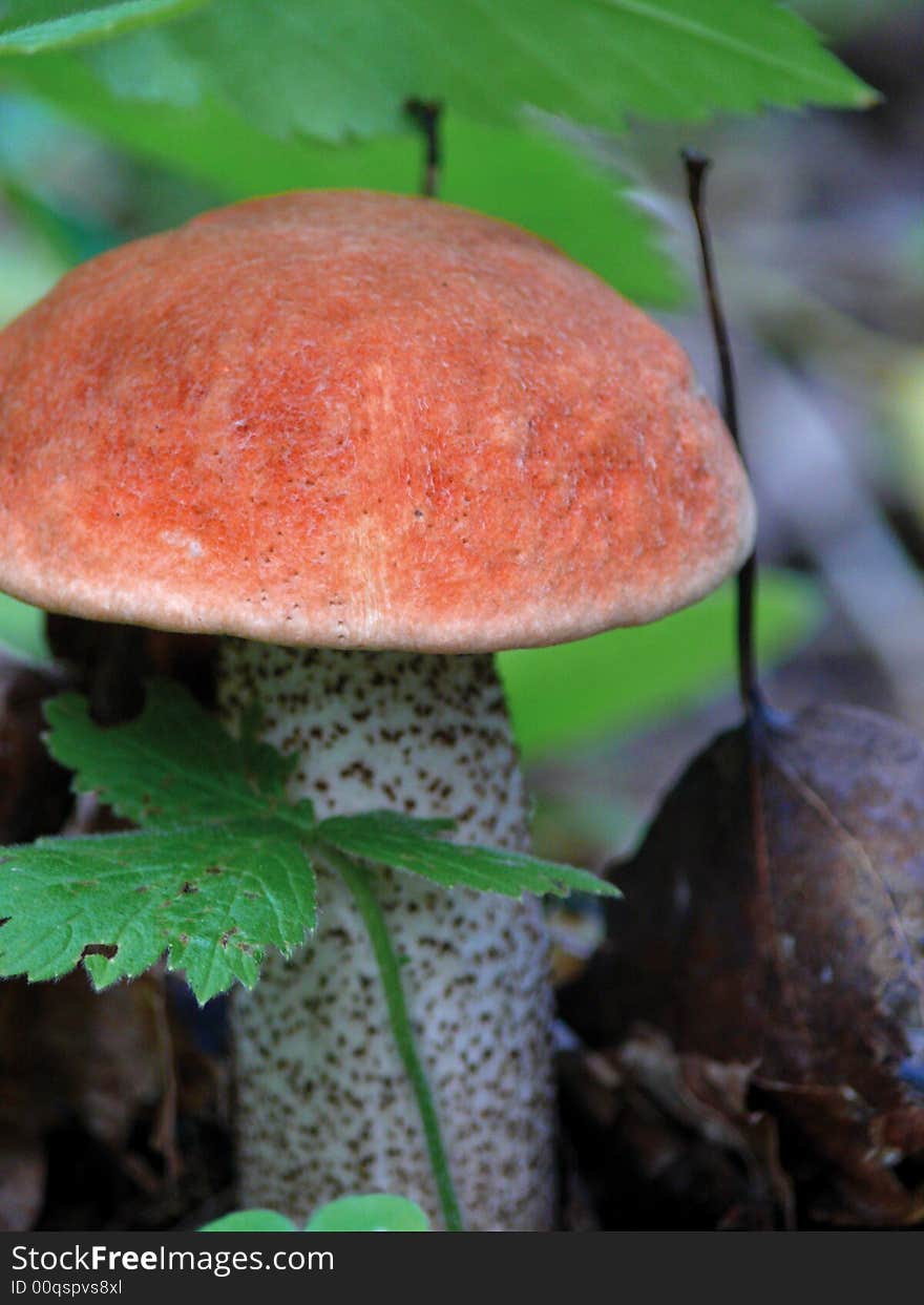 Aspen Mushroom In An Autumn Wood.