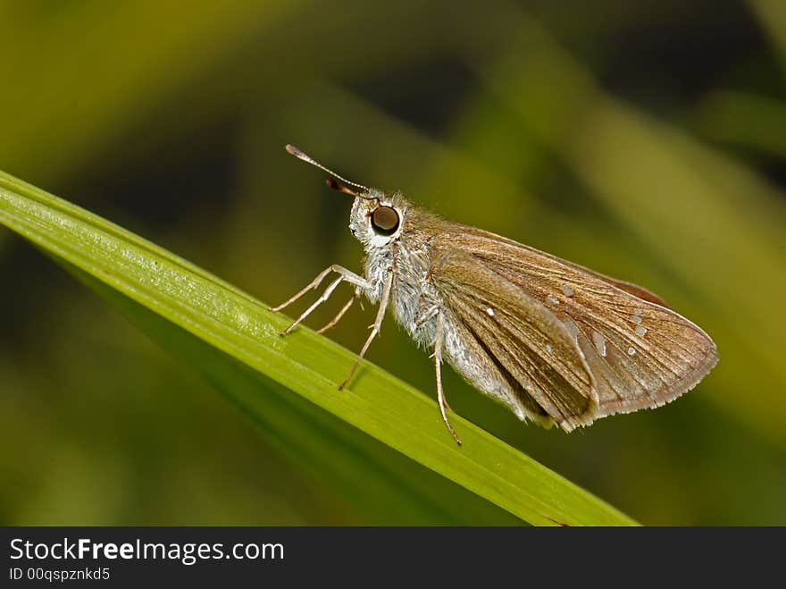 Small insect in the garden