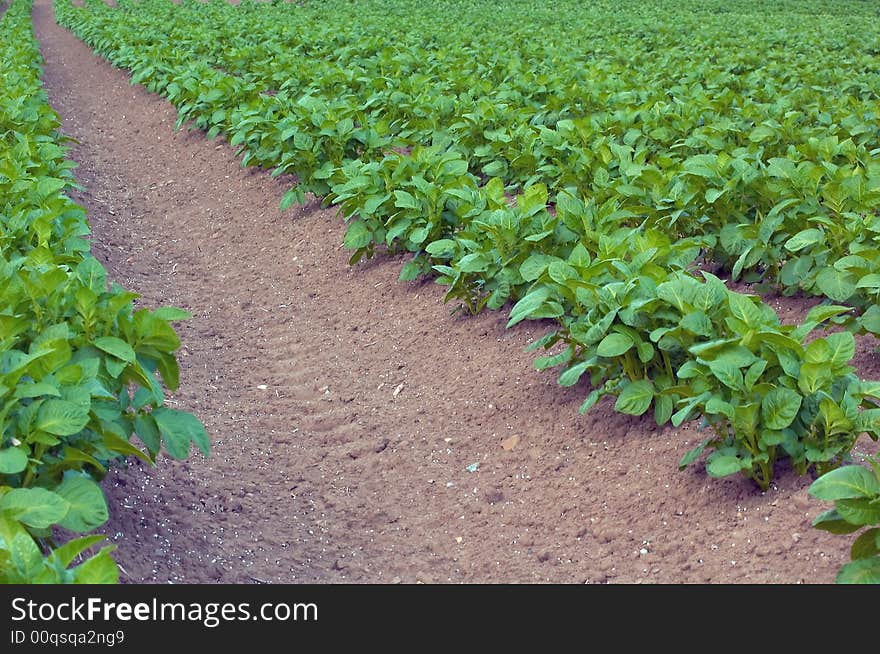 Crop row