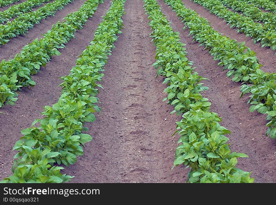 Several Rows of Potato Plants