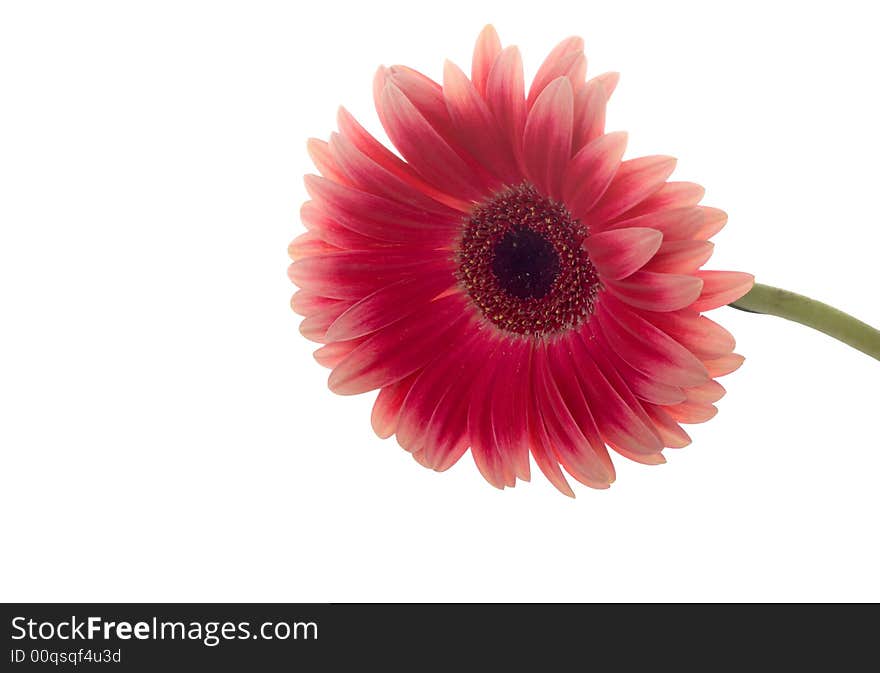 Red gerber on a white background