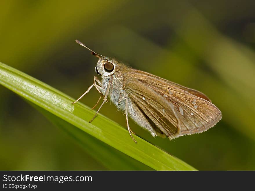 Small insect in the garden