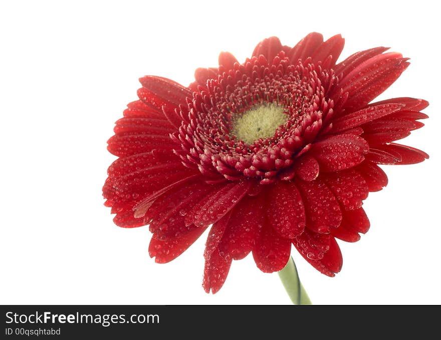 Red gerber on a white background