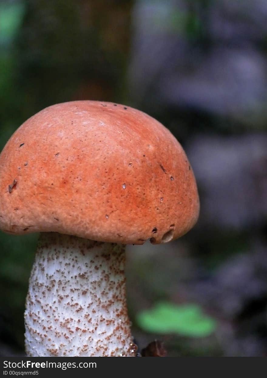 Aspen Mushroom In An Autumn Wood.