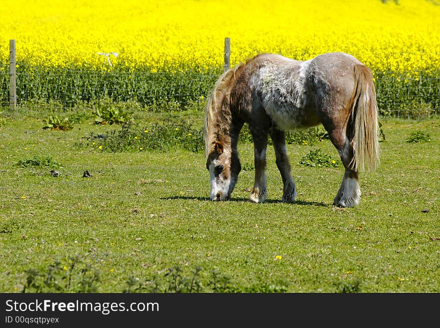 Pony grazing in a green field