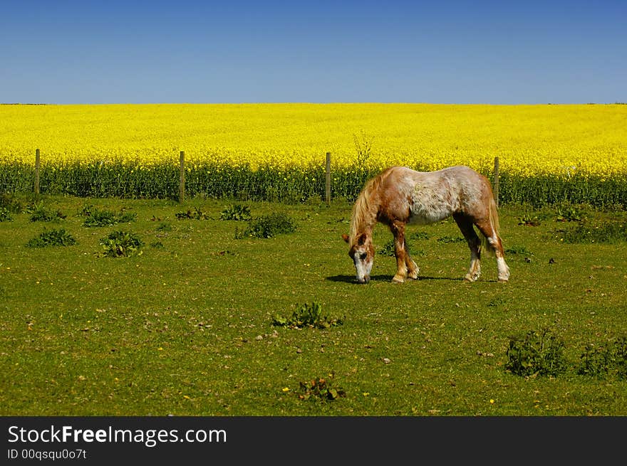 Pony grazing in a green field