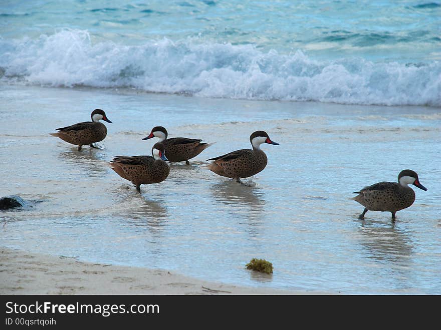 Tropical Duck