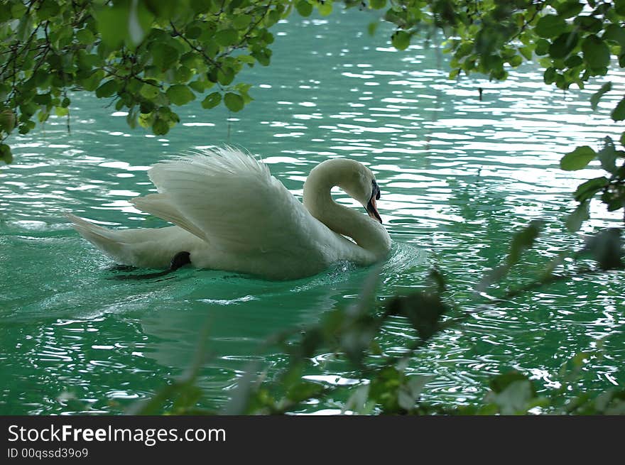 Cigno nel fiume adda nord italia