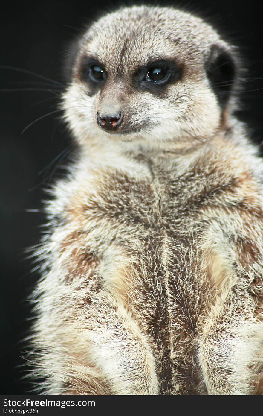 Meerkat on the lookout