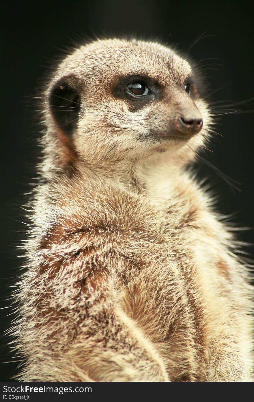 Inquisitive meerkat