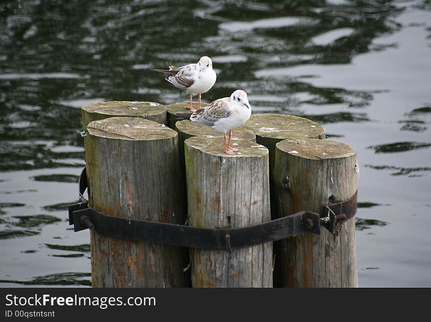 The Seagull In Port