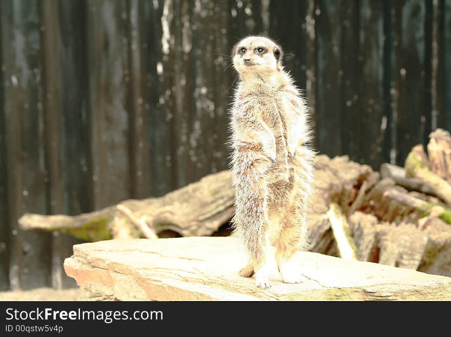 Meerkat standing on the lookout for danger