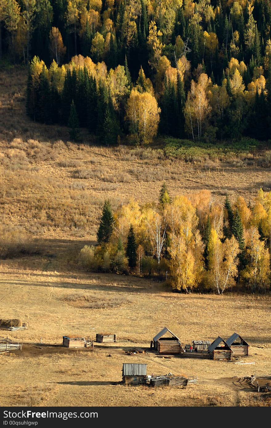 Village & Birch Forest