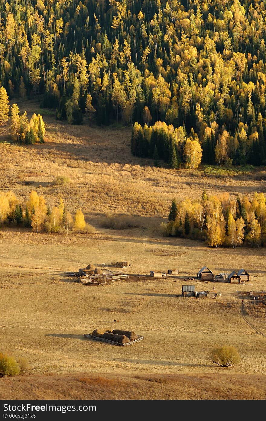 Village & Birch Forest