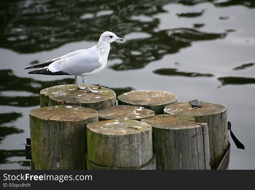 The seagull in port