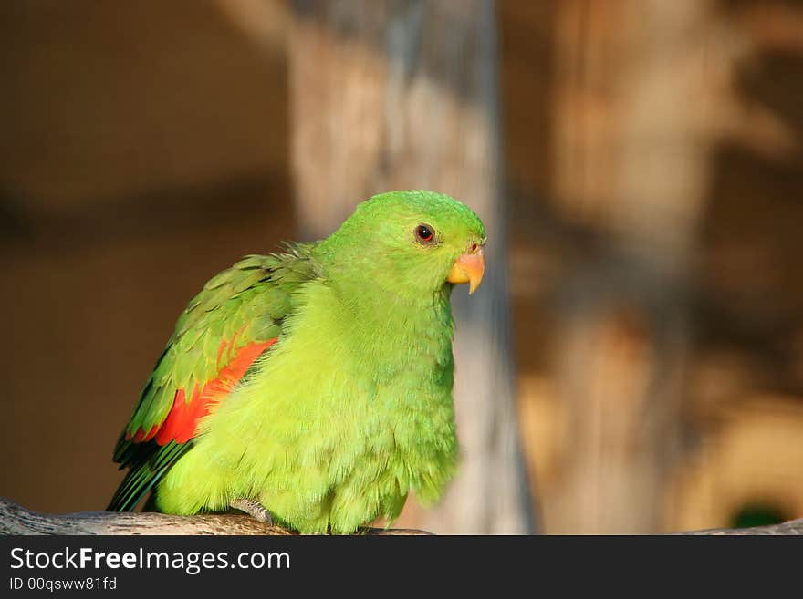 A portrait of a colourful green parrot