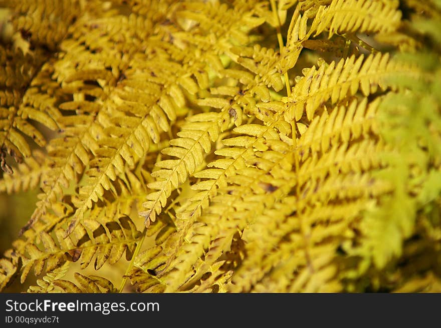 A detail of a withered fern plant