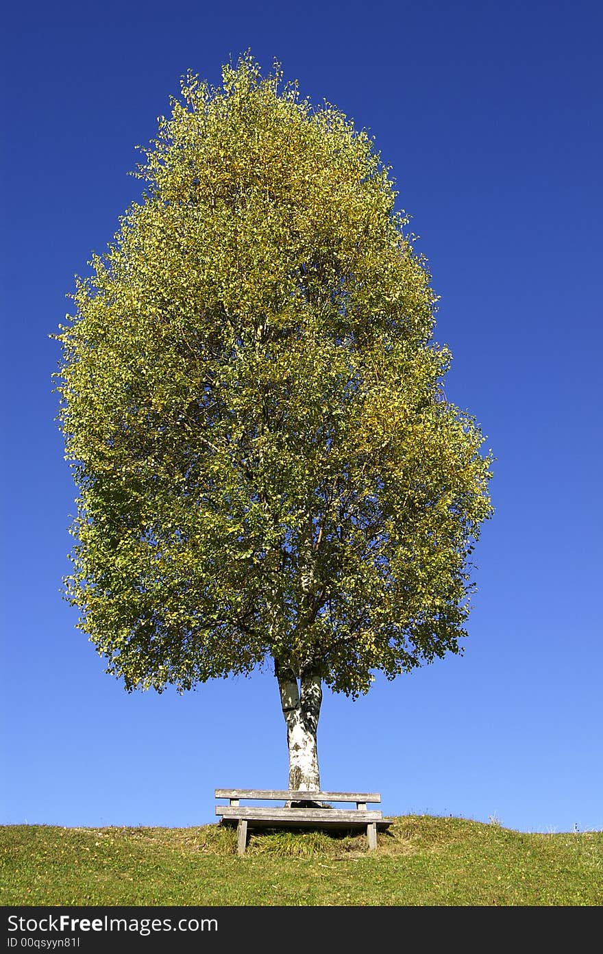 A birchtree on a hilltop