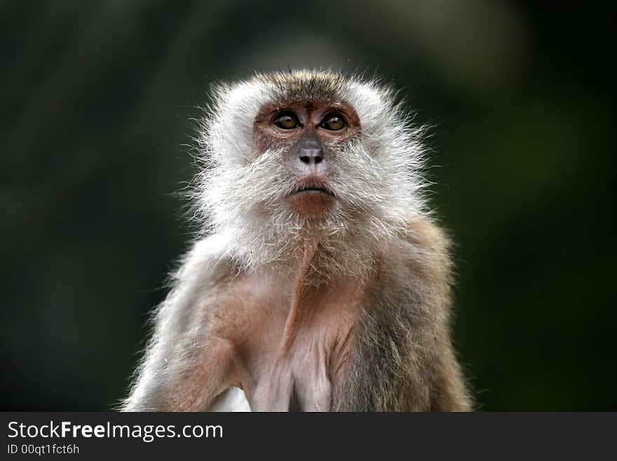 A monkey with a green background.