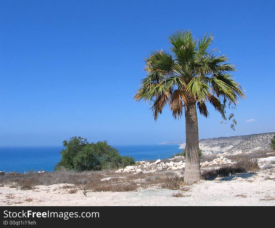 Palm tree, sea, blue, water, landscape, summer, nature, plant. Palm tree, sea, blue, water, landscape, summer, nature, plant