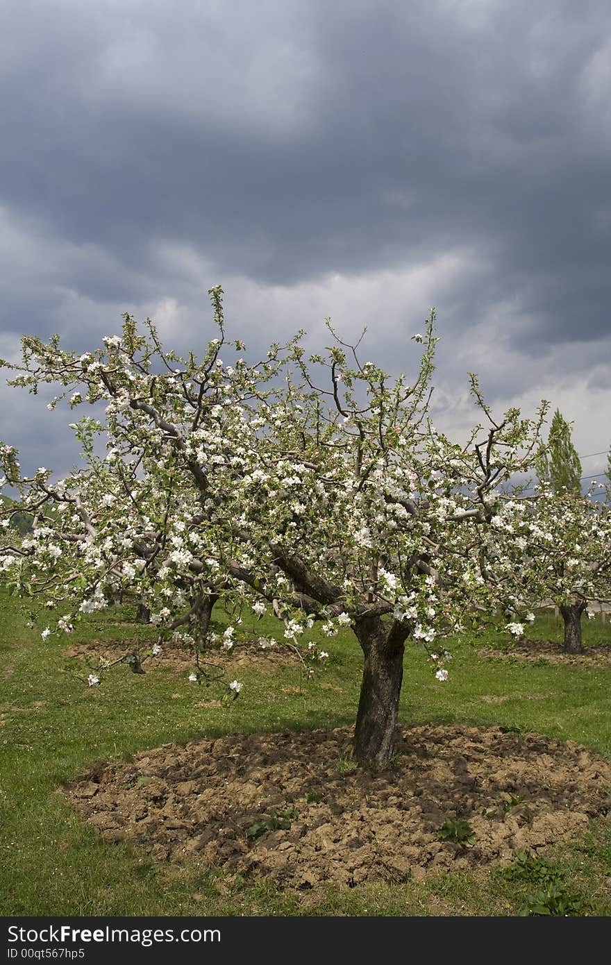 Blossom orchard of apple trees in spring time. Blossom orchard of apple trees in spring time