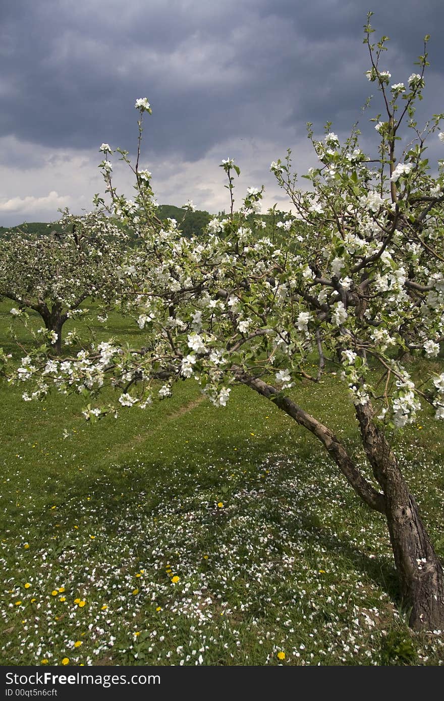 Blossom orchard of apple trees in spring time