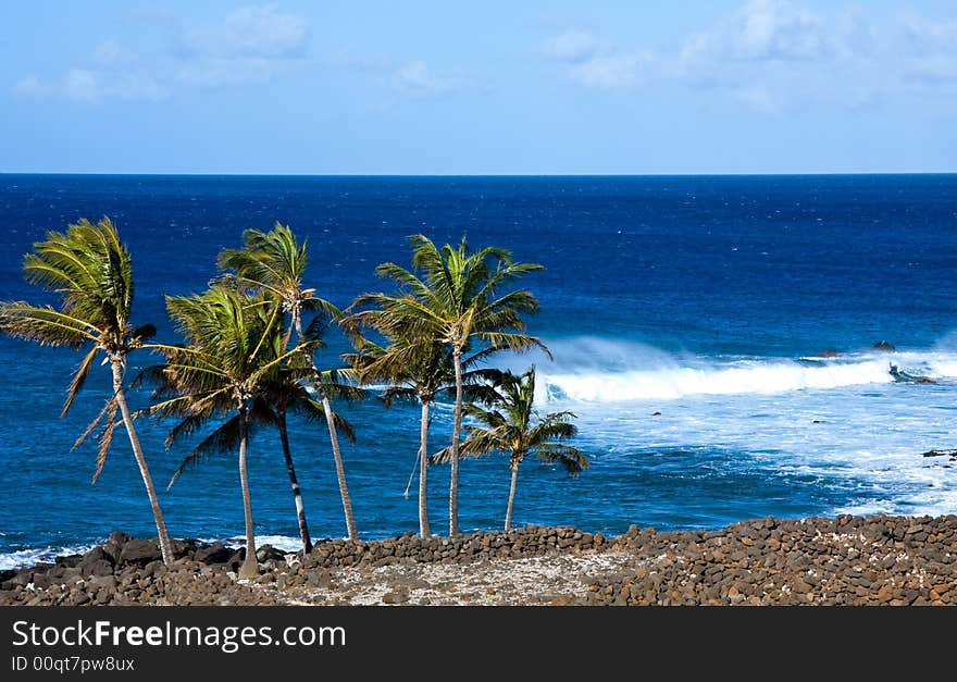 Palm trees with rough surf