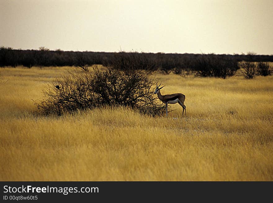 Gazzelle at the sunrise