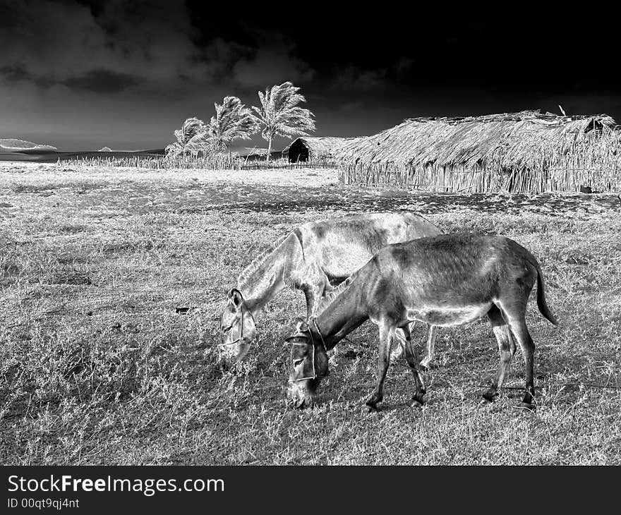 Portrait of funny donkeys grazing in the field - National Park of the Lençois Maranhenses - Brazil. Portrait of funny donkeys grazing in the field - National Park of the Lençois Maranhenses - Brazil